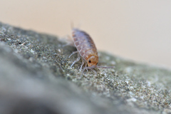 Chaetophiloscia cellaria