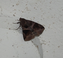 Bastilla fulvotaenia