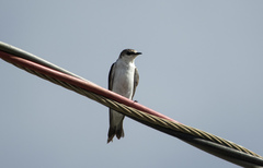 Tachycineta albiventer