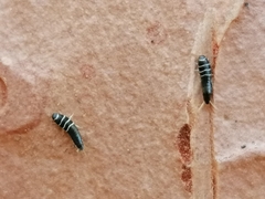 Lepisma