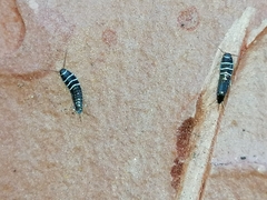 Lepisma