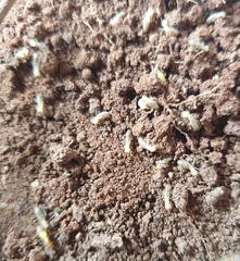 Globitermes sulphureus