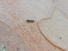 Lepisma