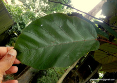 Pterospermum reticulatum