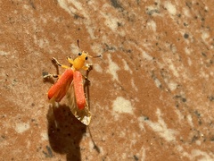 Aphelochroa