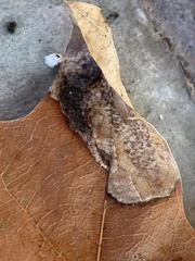 Coptotriche castaneaeella