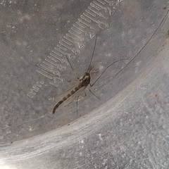 Chironomus dorsalis