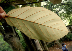 Pterospermum reticulatum