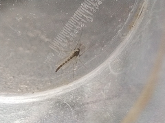 Chironomus dorsalis