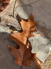 Coptotriche castaneaeella