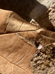 Coptotriche castaneaeella