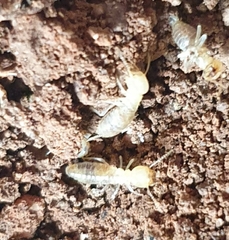 Globitermes sulphureus