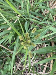 Cyperus cyperinus