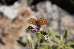 Euphydryas desfontainii