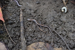 Plethodon dorsalis