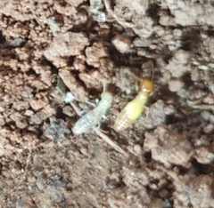 Globitermes sulphureus