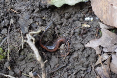 Plethodon dorsalis
