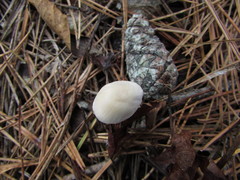 Hygrophorus
