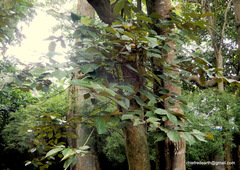 Pterospermum reticulatum