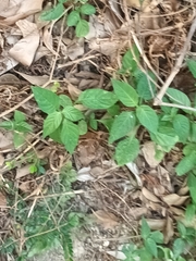 Asystasia gangetica