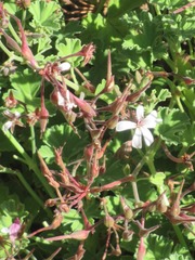 Pelargonium fragrans