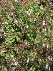 Pelargonium fragrans