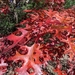 Scarlet Oak - Photo (c) Robert Wernerehl, some rights reserved (CC BY-NC-SA), uploaded by Robert Wernerehl