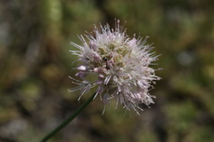 Allium clathratum