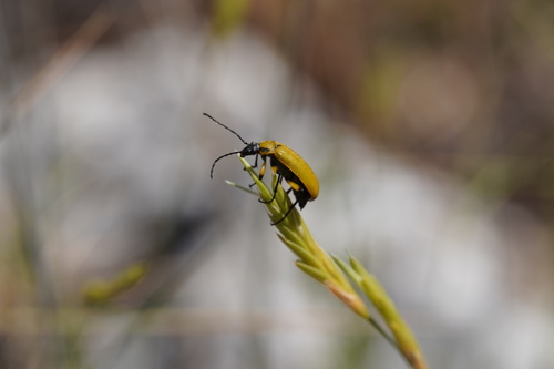 Proctenius luteus