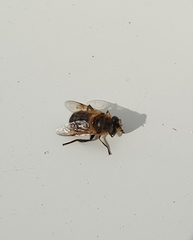 Eristalis tenax