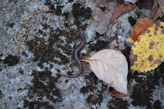 Plethodon dorsalis