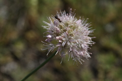 Allium clathratum