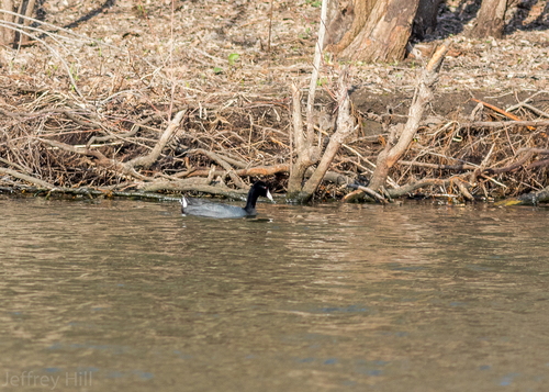 American Coot photographed in Nebraska