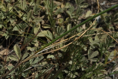 Allium clathratum