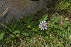 Passiflora chrysophylla
