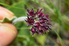 Oxypetalum commersonianum