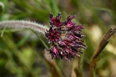 Oxypetalum commersonianum