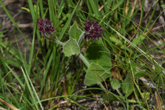 Oxypetalum commersonianum