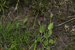 Oxypetalum commersonianum