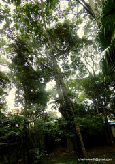 Pterospermum reticulatum