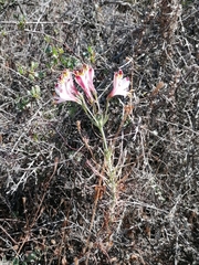 Alstroemeria pulchra
