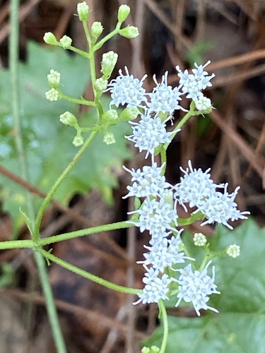 Ageratina image