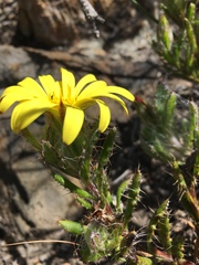 Cullumia setosa