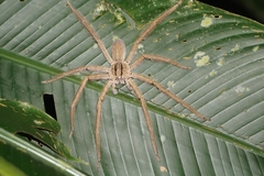 Cupiennius salei