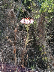 Alstroemeria pulchra