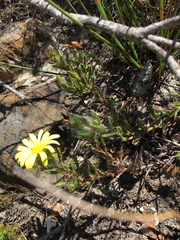 Cullumia setosa