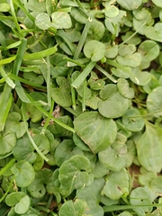 Dichondra micrantha