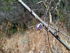 Conanthera bifolia