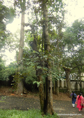 Pterospermum reticulatum