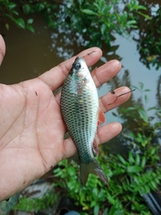 Osteochilus vittatus
